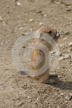 Black-tailed Prairie Marmot - Cynomys ludovicianus