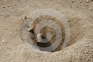 Black-tailed Prairie Marmot - Cynomys ludovicianus