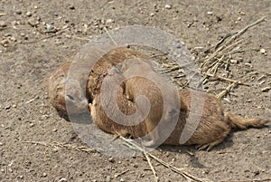 Black-tailed Prairie Marmot - Cynomys ludovicianus