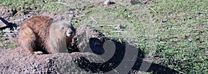 Black-tailed prairie marmot digging a hole