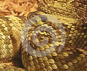 A Black Tailed Rattlesnake, Crotalus Molossus