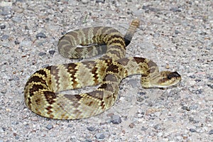 Black-tailed Rattlesnake (Crotalus molossus)