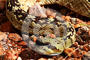 Black-tailed Rattlesnake (Crotalus molossus) photo