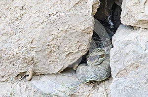 Black-tailed rattlesnake Crotalus molossus hidden in a rock cr