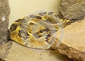 Black-tailed Rattlesnake Crotalus molossus