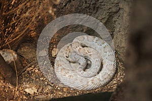 Black-tailed rattlesnake in Omaha's Henry Doorly Zoo and Aquarium in Omaha Nebraska