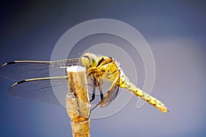 Black-tailed Skimmer