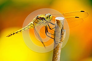 Black-tailed Skimmer dragonfly