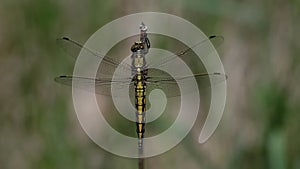 Black-tailed skimmer - macro shot