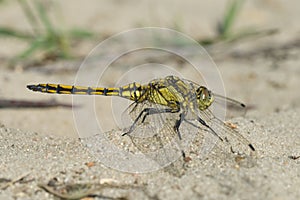 Black-tailed skimmer, Orthetrum cancellatum