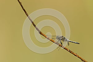 Black-tailed skimmer (Orthetrum cancellatum)