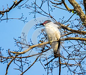 Black tailed tityra male