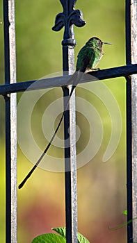 Black-tailed trainbearer perched on a fence
