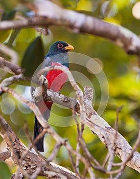 Black-tailed Trogon
