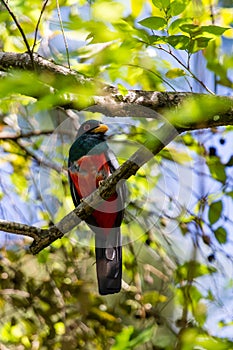 Black-tailed Trogon