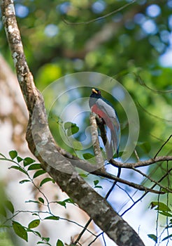 Black-tailed Trogon