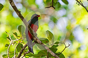 A Black-tailed Trogon