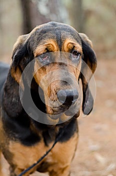 Black and Tan Bloodhound Dog