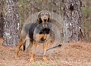 Black and Tan Bloodhound Dog photo
