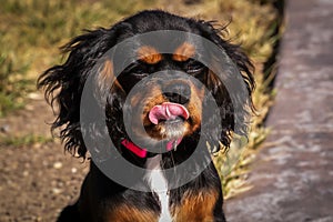 Cavalier King Charles Spaniel