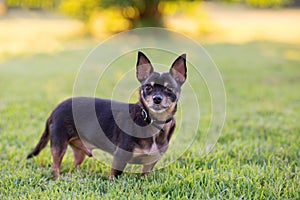 Black and tan Chihuahua dog standing on green grass at golden sunset