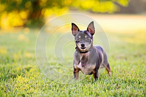 Black and tan Chihuahua dog standing on green grass at golden sunset