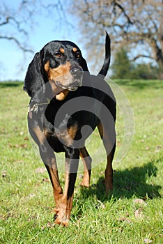 Black and Tan Coonhound