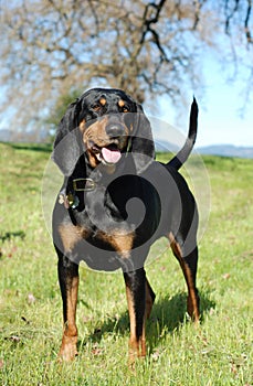 Black and Tan Coonhound