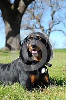 Black and Tan Coonhound