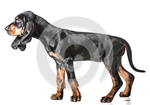 Black and tan coonhound