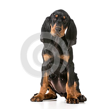 Black and tan coonhound