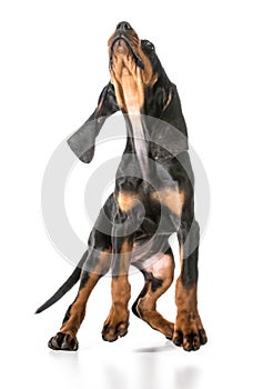 Black and tan coonhound