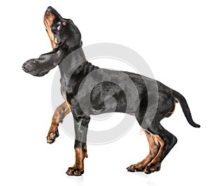 Black and tan coonhound