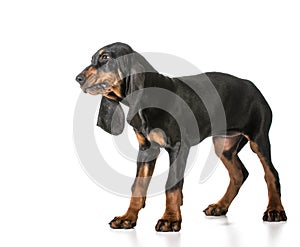 Black and tan coonhound