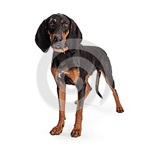 Black and Tan Coonhound Dog Standing