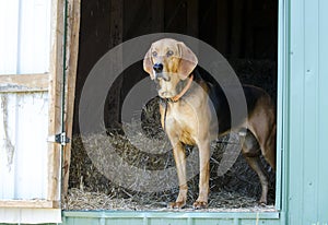 Black and Tan Coonhound hound dog in hay barn