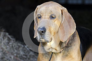 Black and Tan Coonhound hound dog in hay barn