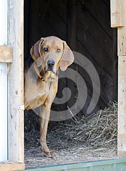 Black and Tan Coonhound hound dog in hay barn