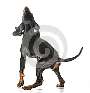 Black and tan coonhound