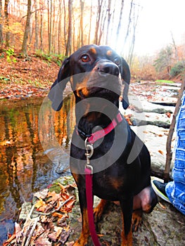 Black and tan coonhound in the woods