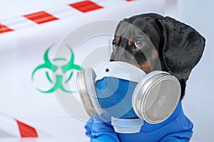 Black and tan cute dachshund dog in a hazardous materials suit with self-contained breathing apparatus in the laboratory.