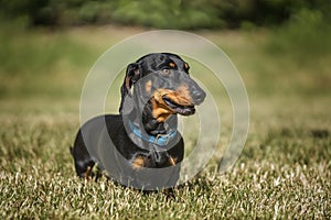 Black and Tan Dachshund close up looking to the right in a field