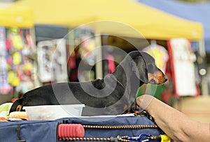 Black and tan Dachshund enjoying the sights sounds and smells photo