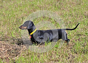 Black and tan dachshund on field in early autumn