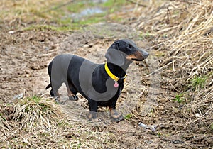 Black and tan dachshund on field in early spring
