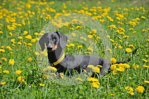 Black and tan dachshund on field with yellow dandelion flowers in spring