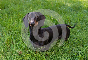 Black and tan dachshund is on grassy meadow in summer