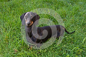 Black and tan dachshund is on grassy meadow in summer