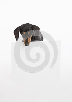 Black and tan dachshund looks down at a blank white sign