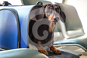 Black and tan dachshund peeks out from dog carry bag.